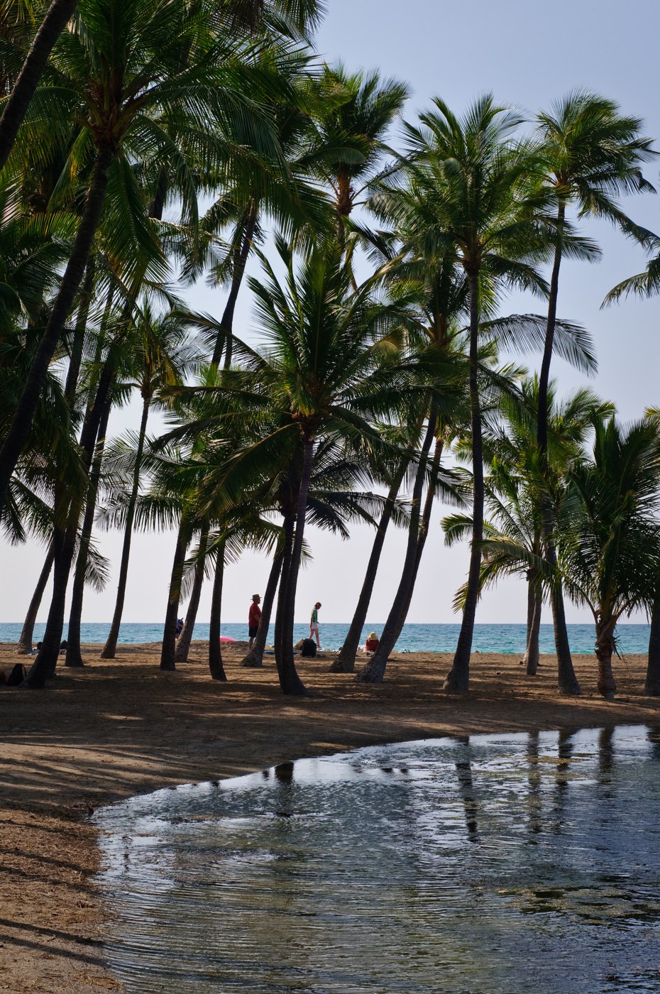 Palms by the ancient fishponds